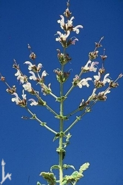 אזוב (eizov; hyssop, Origanum-syriacum